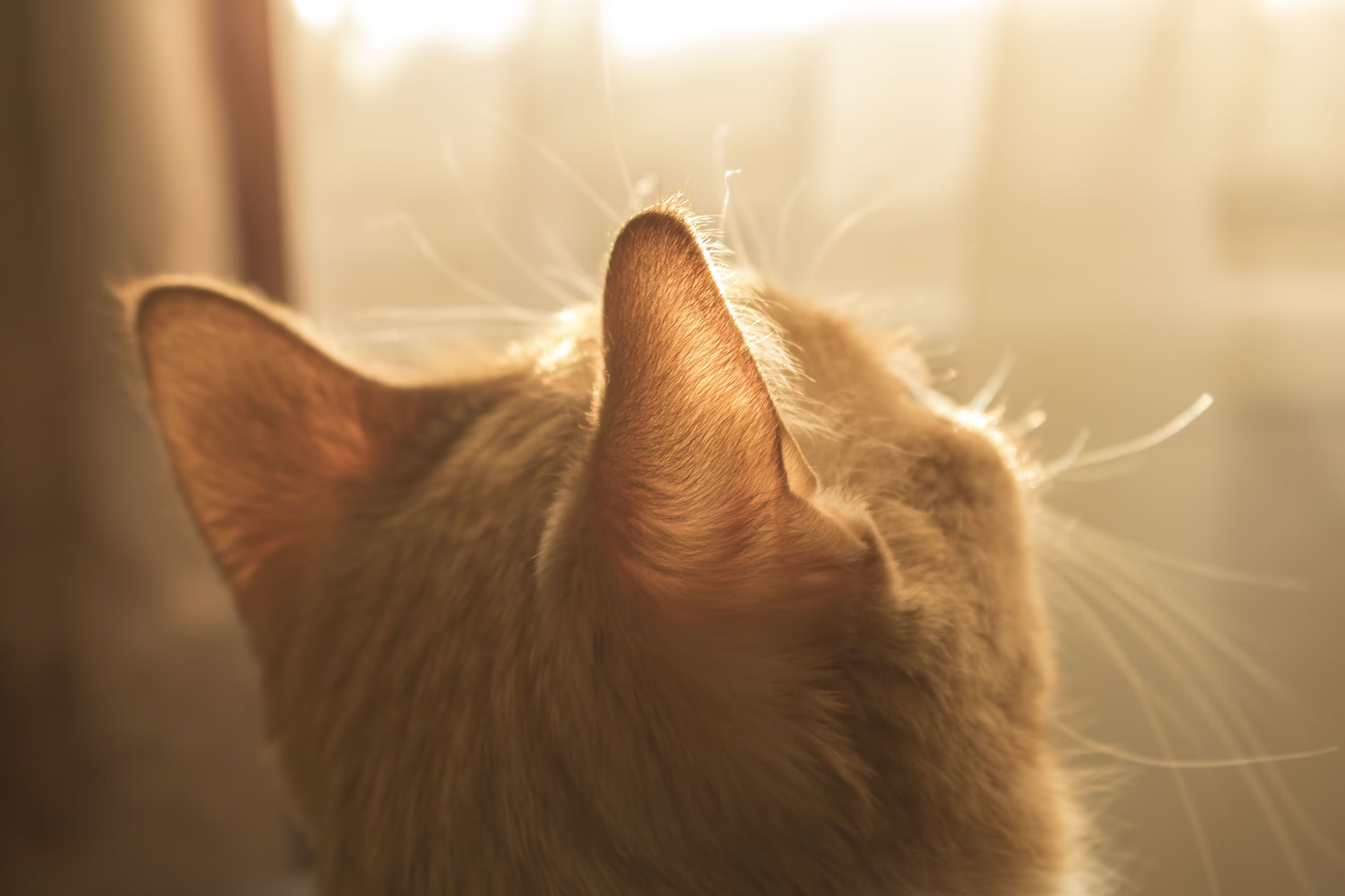 Comprehensive overview of emotional and somatic health
